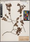 Foto von Salix aurita L.